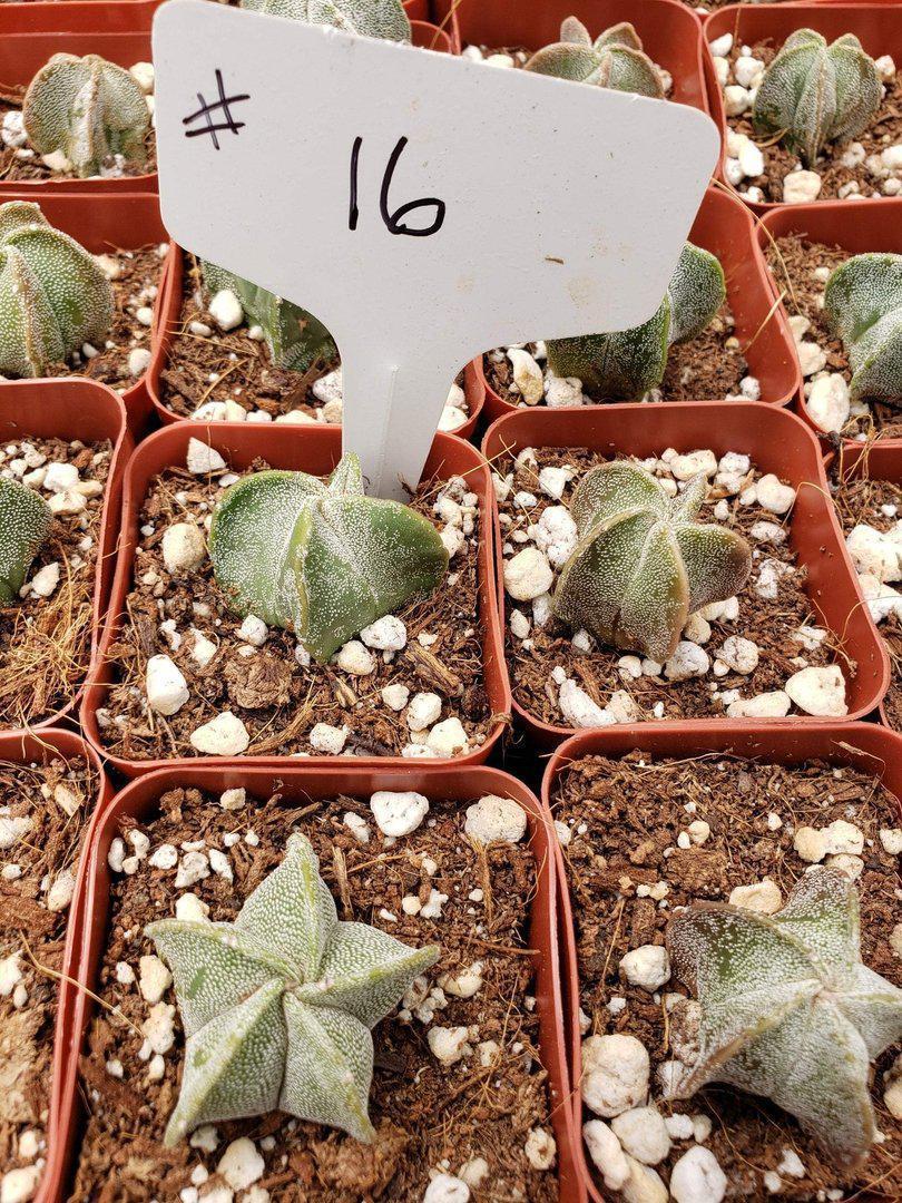 2" Assorted Ornamental Cactus-Cactus - Small - Favor-The Succulent Source