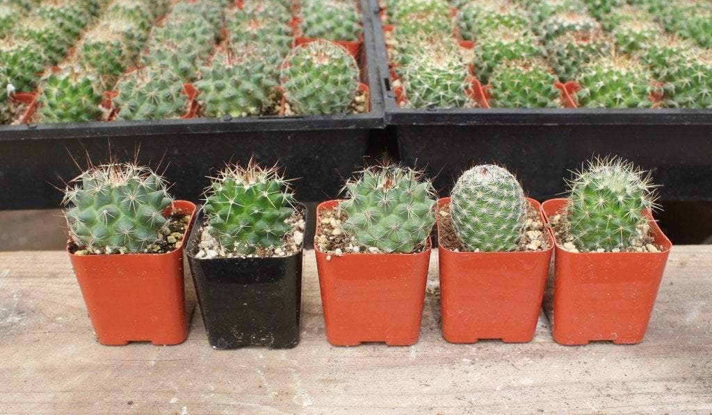 2" Assorted Ornamental Cactus-Cactus - Small - Favor-The Succulent Source