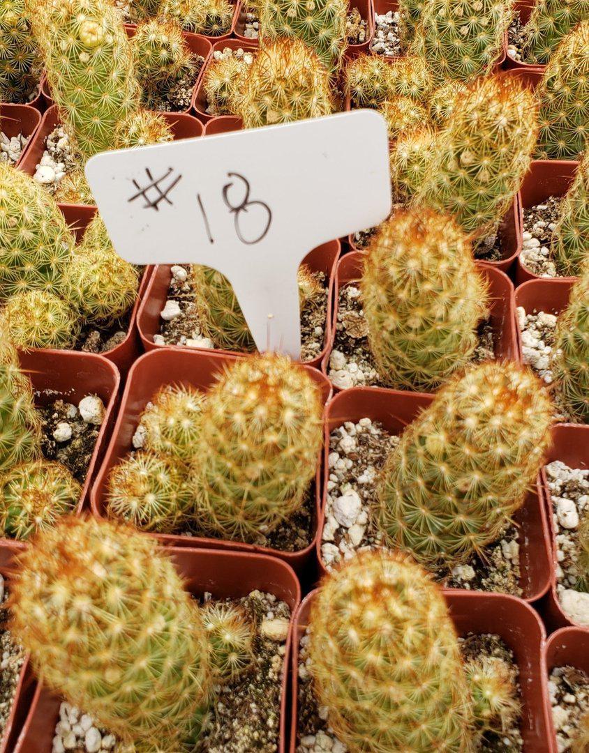2" Assorted Ornamental Cactus-Cactus - Small - Favor-The Succulent Source