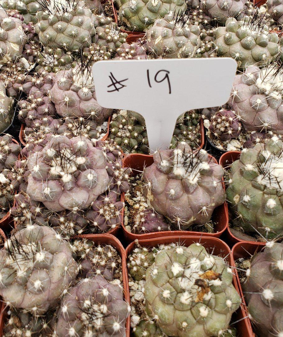 2" Assorted Ornamental Cactus-Cactus - Small - Favor-The Succulent Source