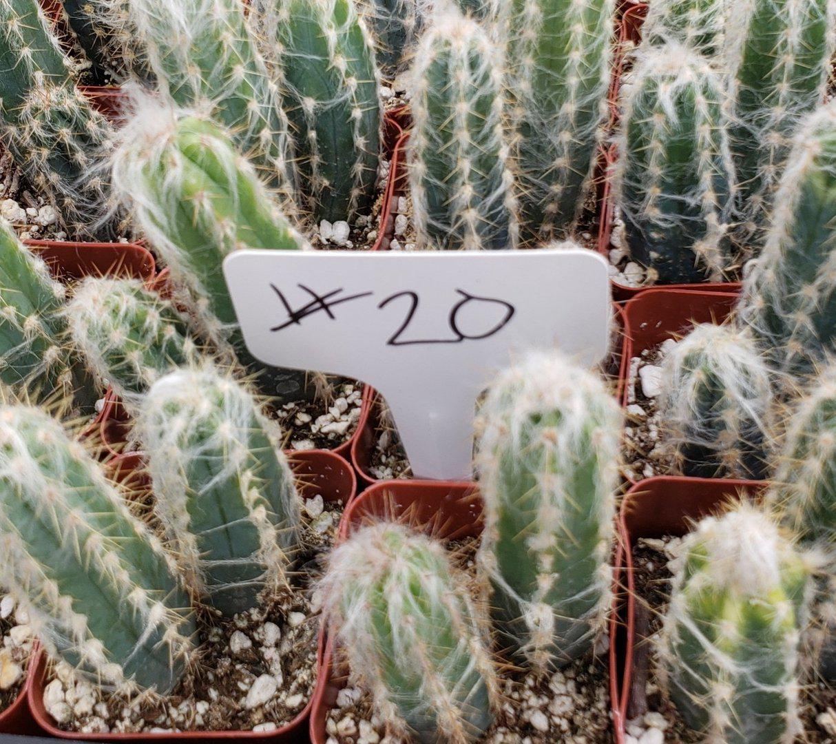 2" Assorted Ornamental Cactus-Cactus - Small - Favor-The Succulent Source