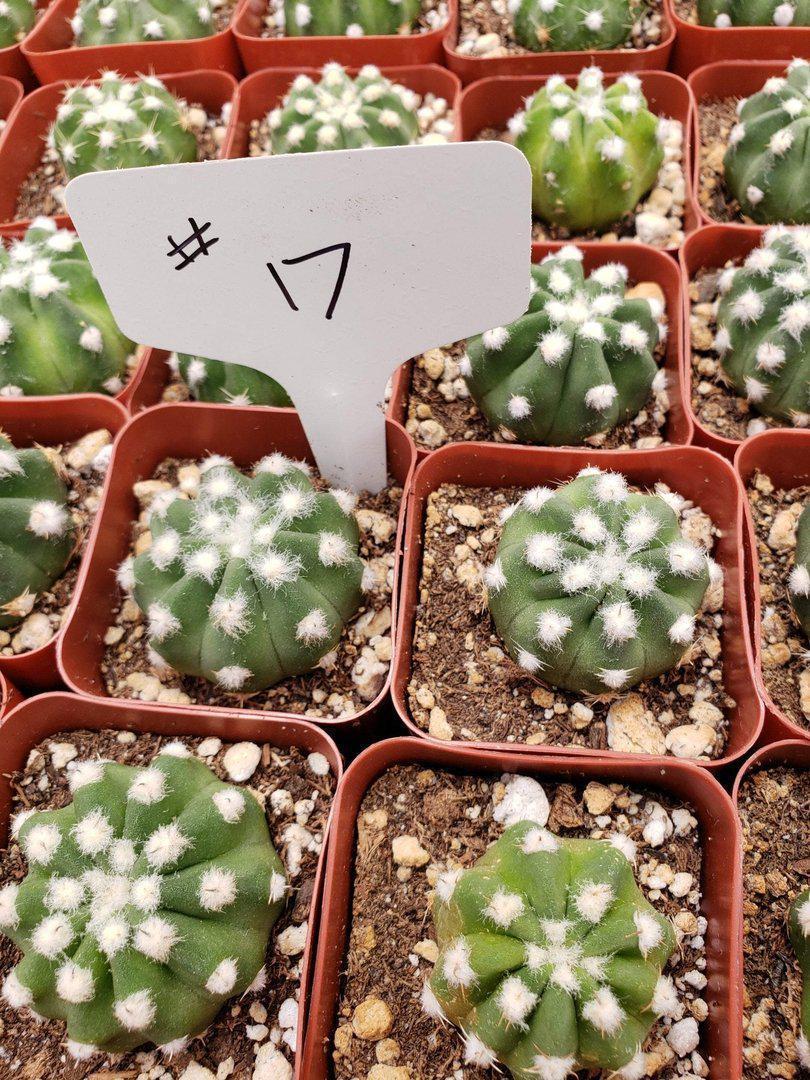 2" Assorted Ornamental Cactus-Cactus - Small - Favor-The Succulent Source