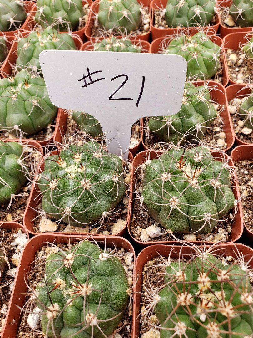 2" Assorted Ornamental Cactus-Cactus - Small - Favor-The Succulent Source