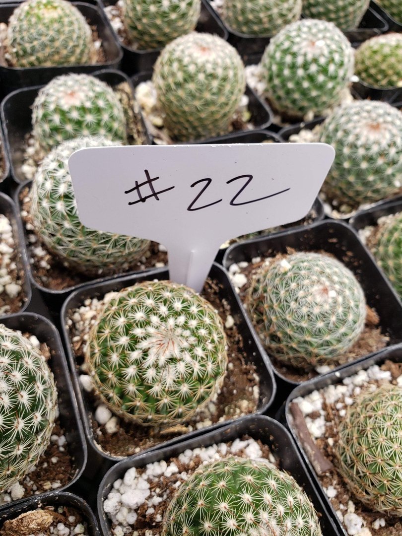 2" Assorted Ornamental Cactus-Cactus - Small - Favor-The Succulent Source