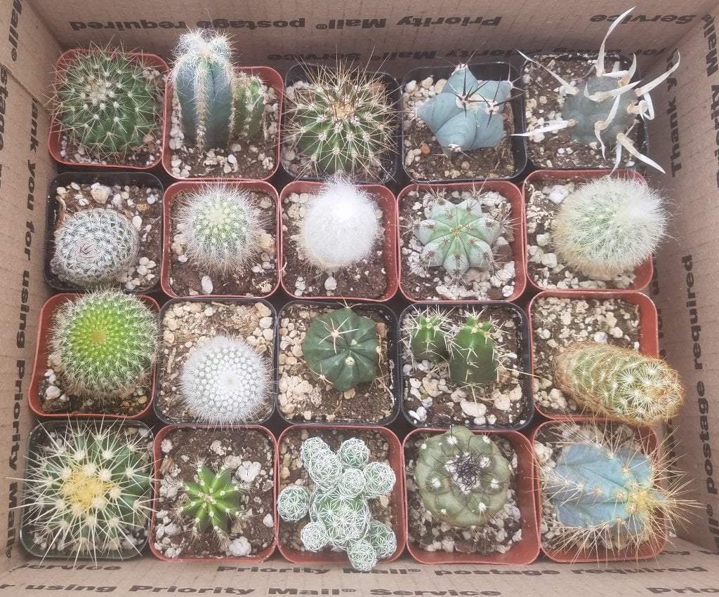 2" Assorted Ornamental Cactus-Cactus - Small - Favor-The Succulent Source