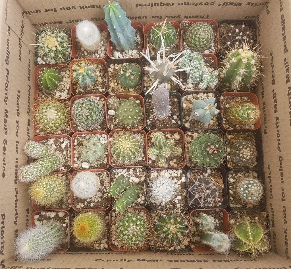 2" Assorted Ornamental Cactus-Cactus - Small - Favor-The Succulent Source