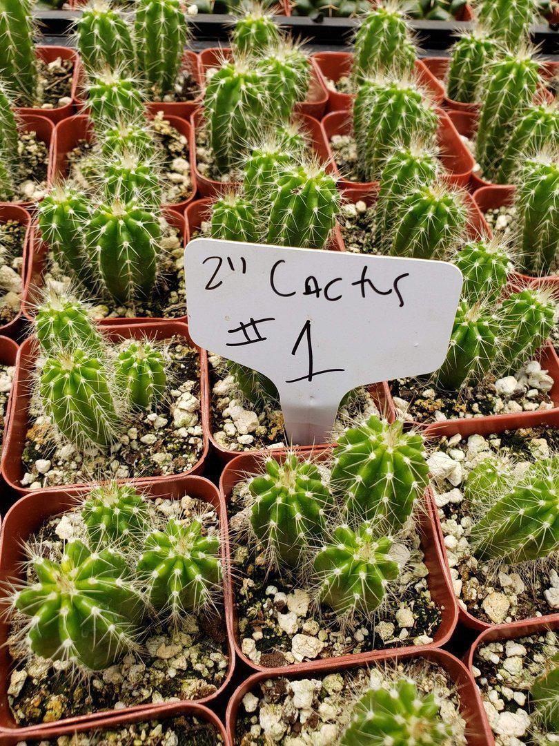 2" Assorted Ornamental Cactus-Cactus - Small - Favor-The Succulent Source