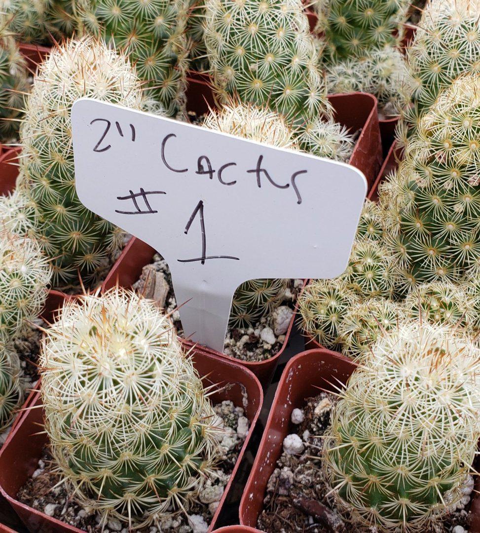 2" Assorted Ornamental Cactus-Cactus - Small - Favor-The Succulent Source