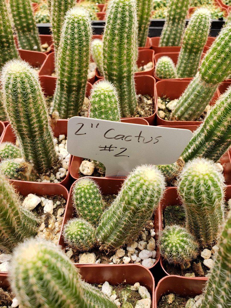 2" Assorted Ornamental Cactus-Cactus - Small - Favor-The Succulent Source