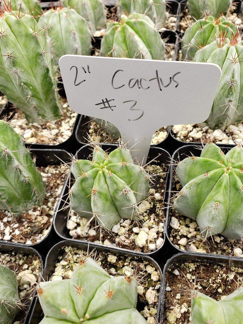 2" Assorted Ornamental Cactus-Cactus - Small - Favor-The Succulent Source