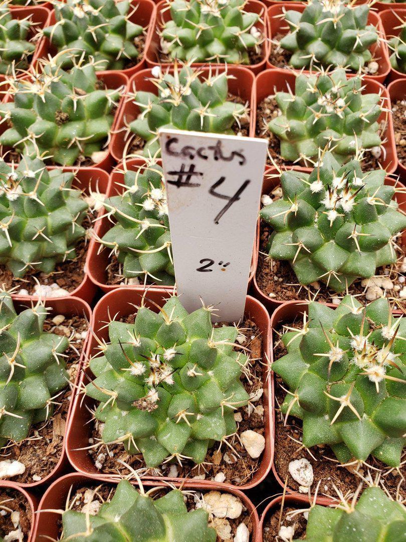 2" Assorted Ornamental Cactus-Cactus - Small - Favor-The Succulent Source