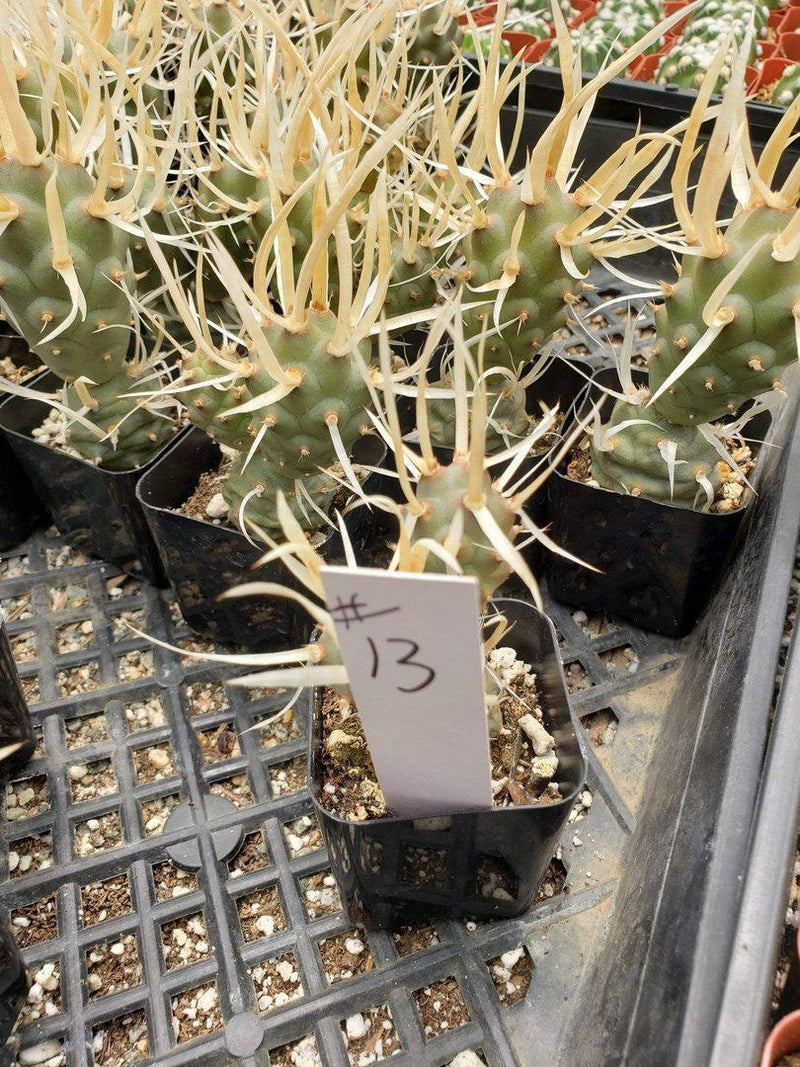 2" Assorted Ornamental Cactus-Cactus - Small - Favor-The Succulent Source