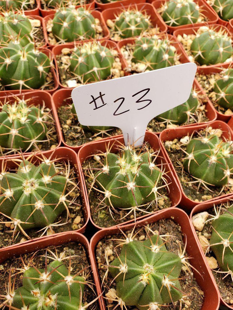 2" Assorted Ornamental Cactus-Cactus - Small - Favor-The Succulent Source