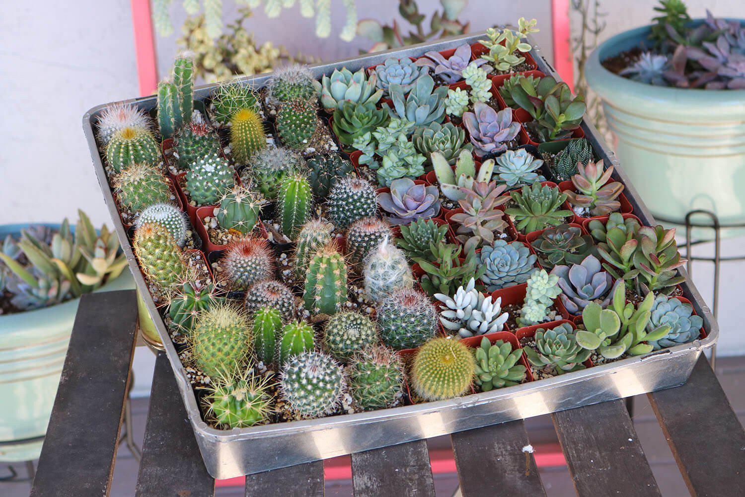 2" Succulent & Cactus Mix bulk wholesale succulent prices at the succulent source - 4