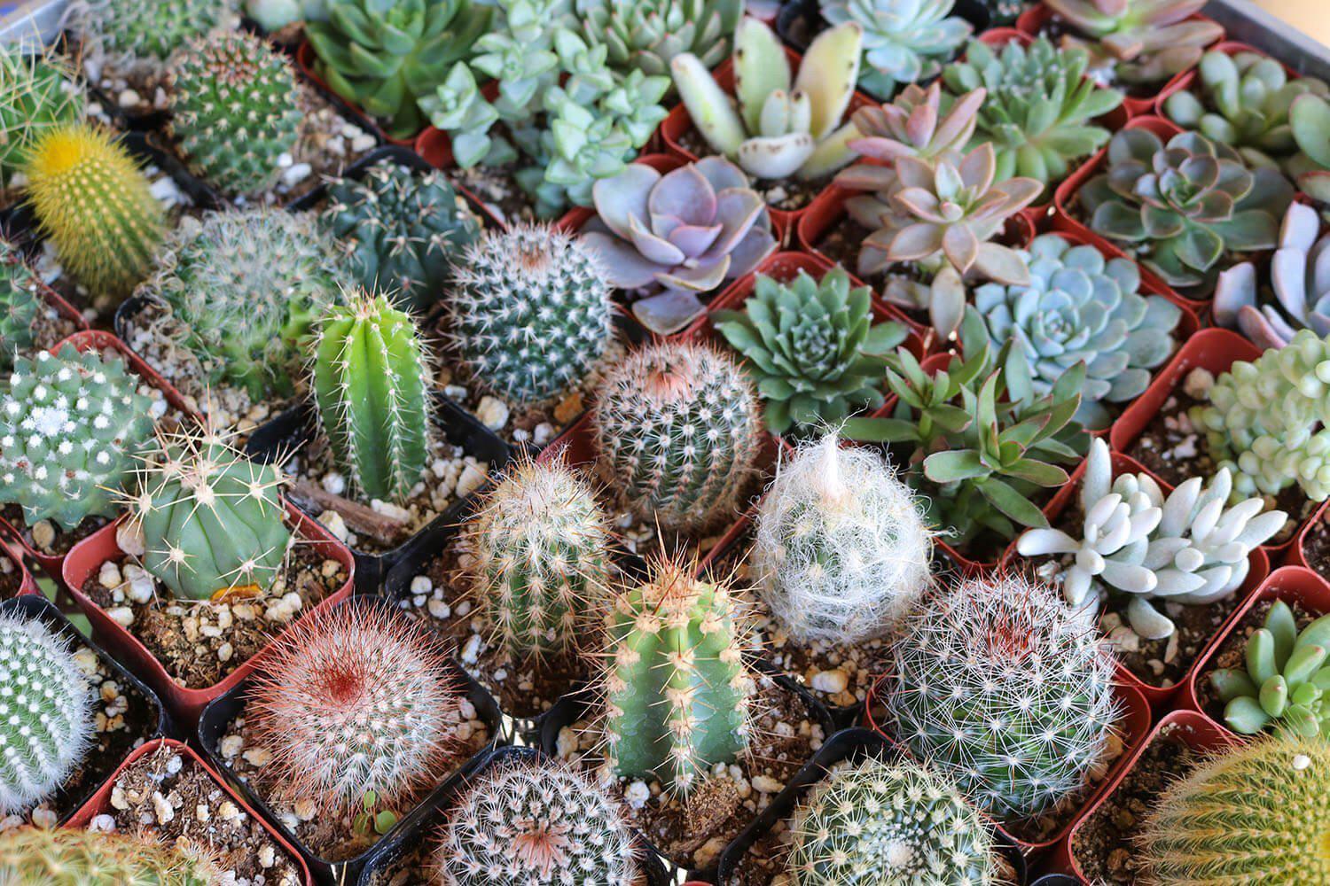 2" Succulent & Cactus Mix bulk wholesale succulent prices at the succulent source - 2