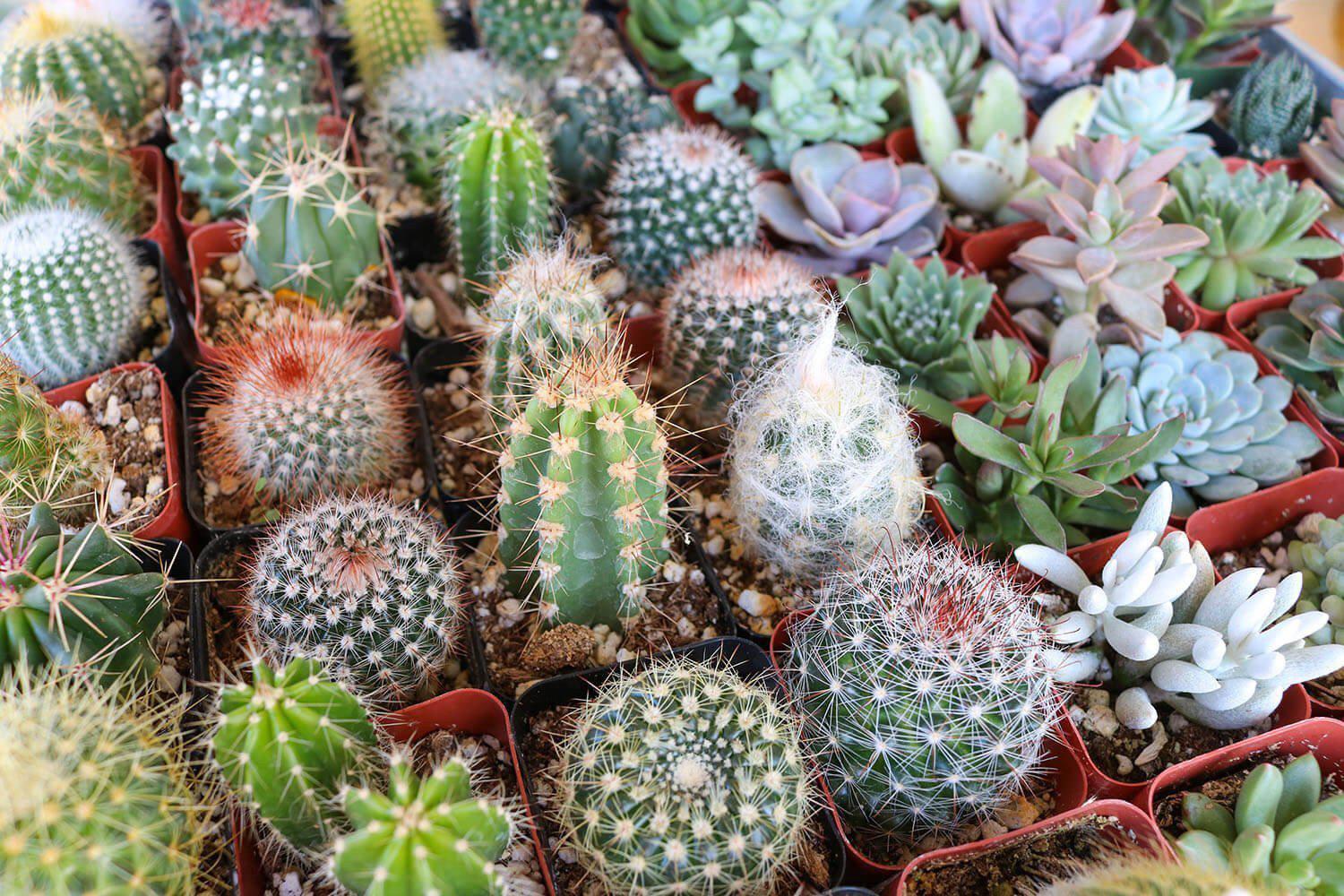 2" Succulent & Cactus Mix bulk wholesale succulent prices at the succulent source - 5