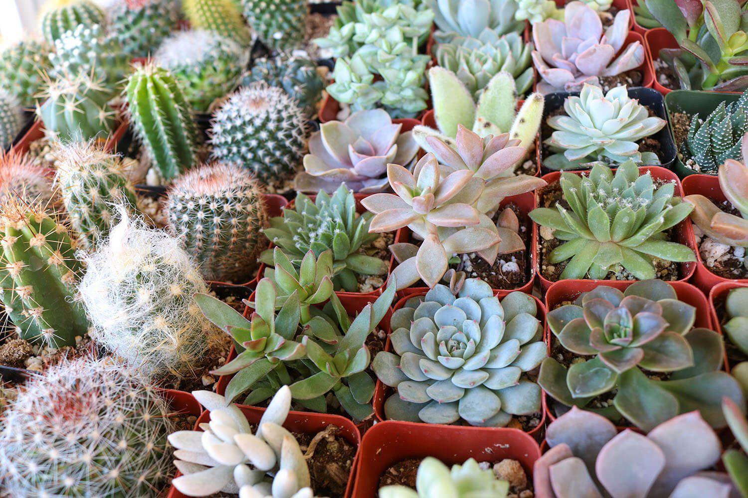 2" Succulent & Cactus Mix bulk wholesale succulent prices at the succulent source - 6