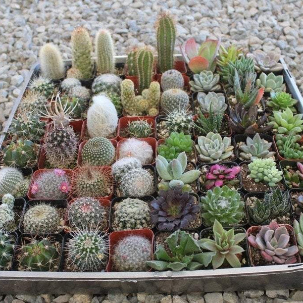 cacti and succulent 2" Succulent & Cactus Mix Event Wedding Favors