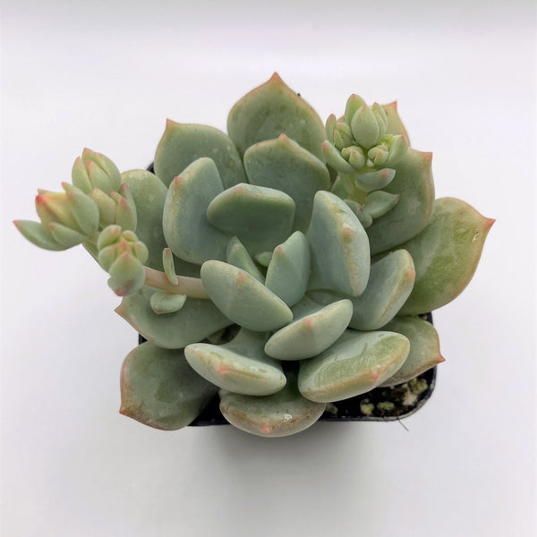 grapto succulent #21 Graptoveria Moonglow