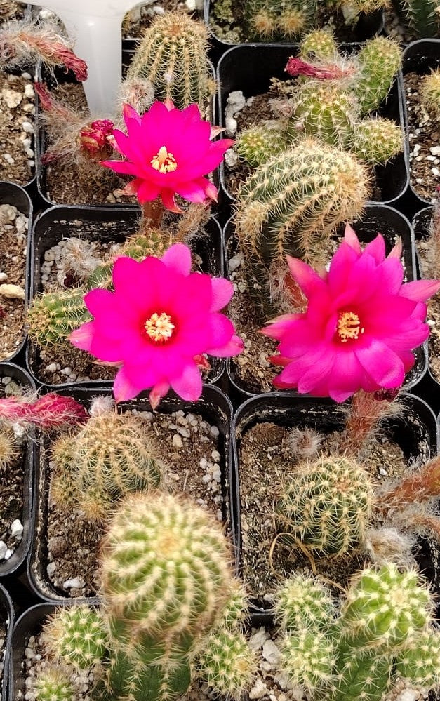 #21C Peanut Cactus 2