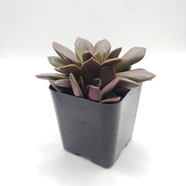 22 Anacampaseros Green Purple Succulent Plant
