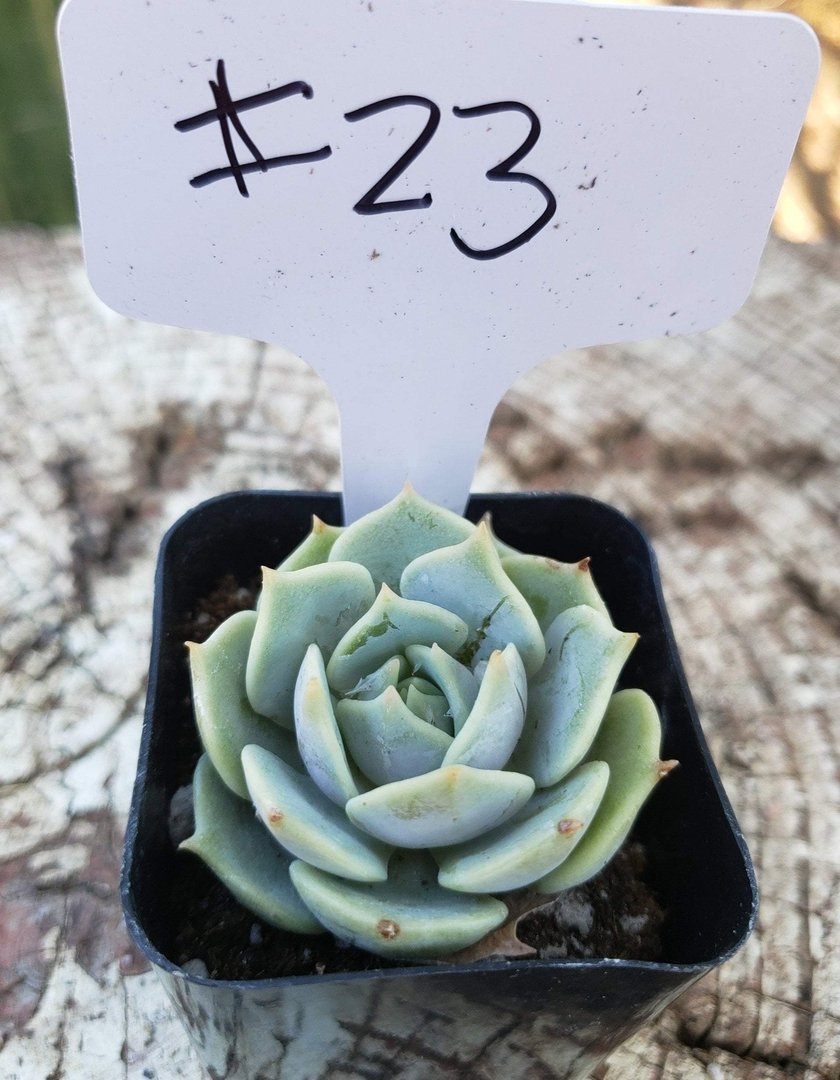 #23 Echeveroa Lola-Succulent - Small - Exact Type-The Succulent Source