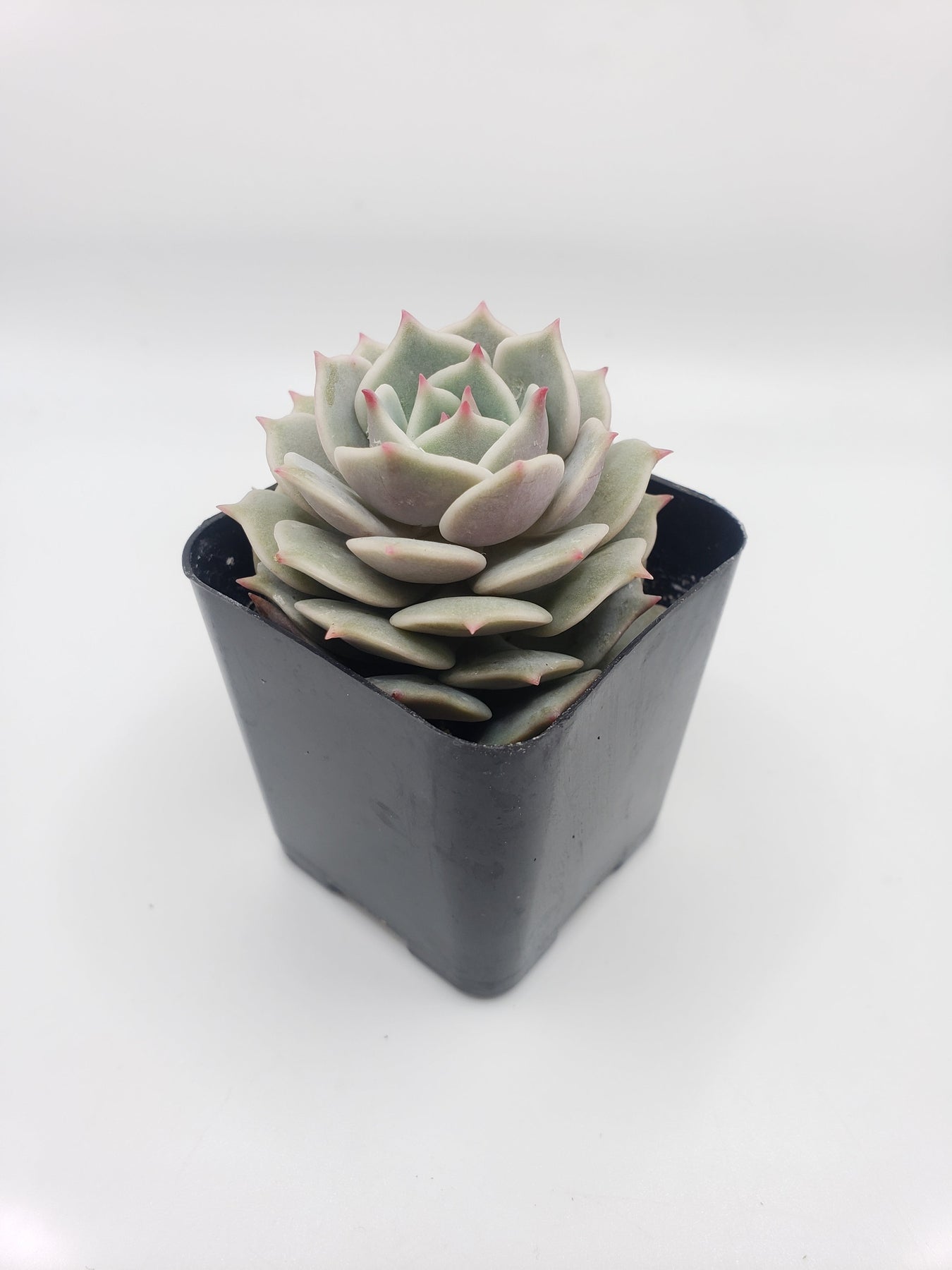 #23 Echeveria Lola-Succulent - Small - Exact 2in Type-The Succulent Source