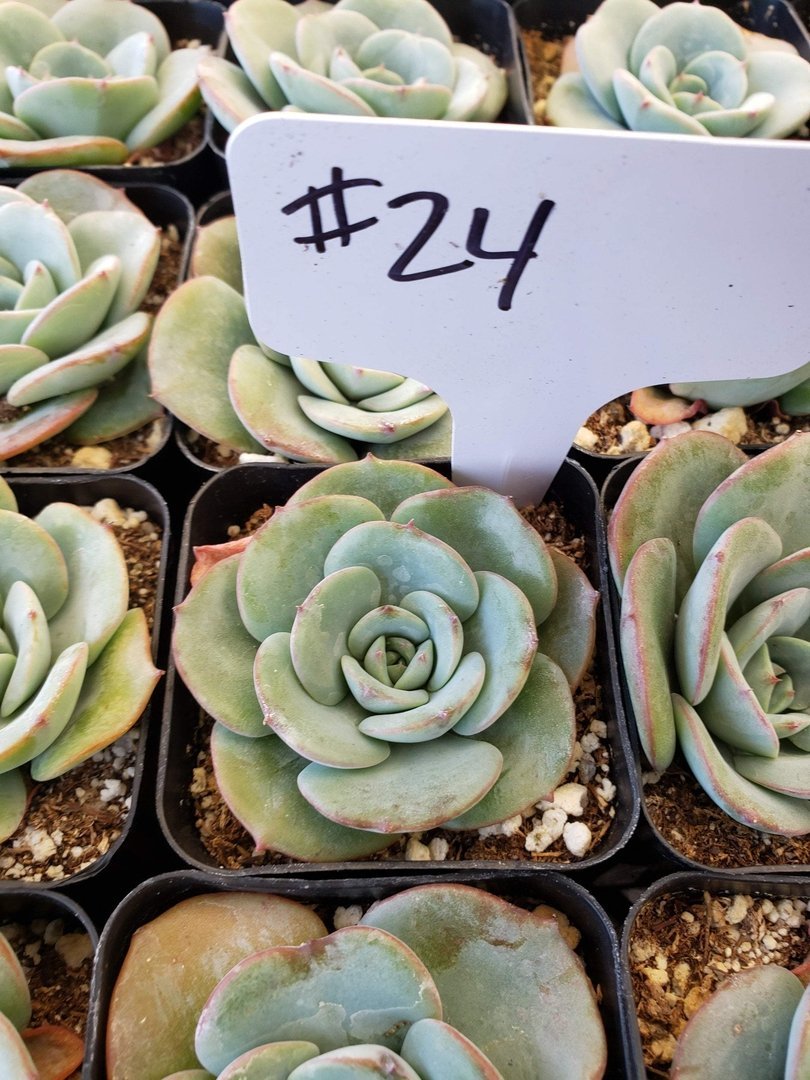hybrid succulents #24 Echeveria hybrid