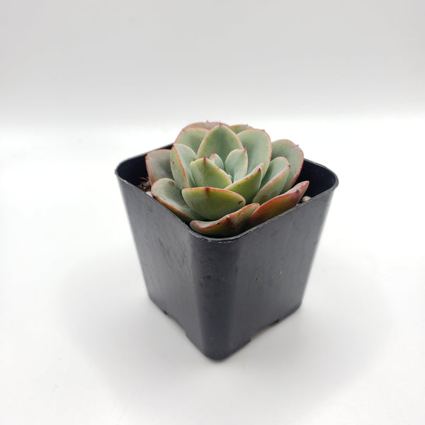 echeveria Plants Diameter – (Assorted) Echeveria サイズ1 ジャケット・アウター