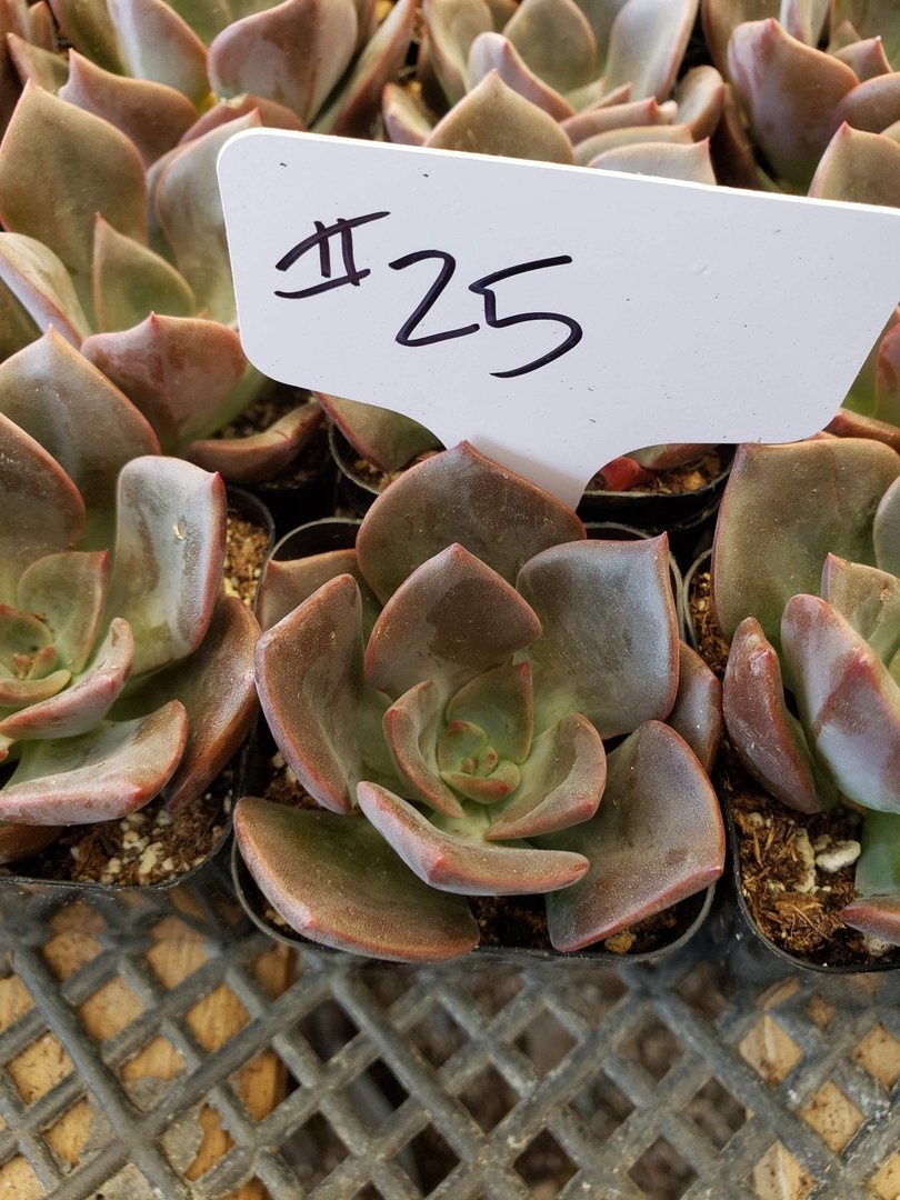 hybrid succulent plants #25 Echeveria hybrid