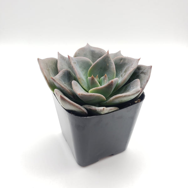 hy vee succulents #25 Echeveria hybrid
