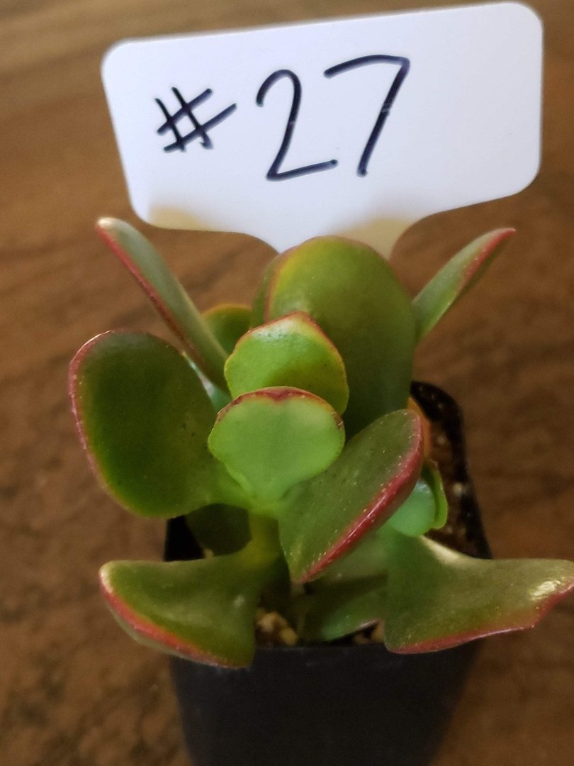 #27 Rainbow Jade-Succulent - Small - Exact Type-The Succulent Source