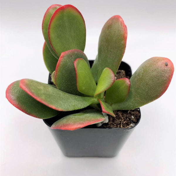 ruby jade plant #27 Crassula Rainbow Jade
