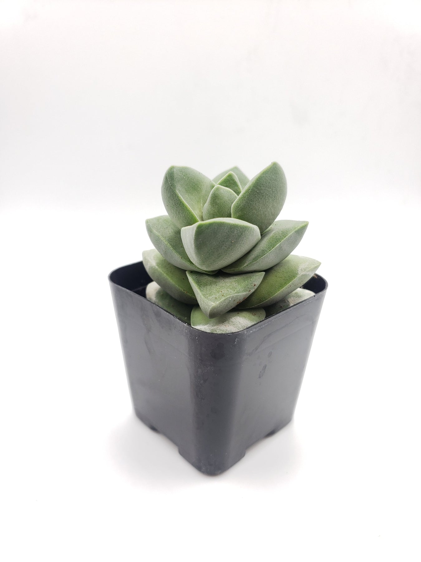 #28 Crassula chalky gray/white-Succulent - Small - Exact 2in Type-The Succulent Source
