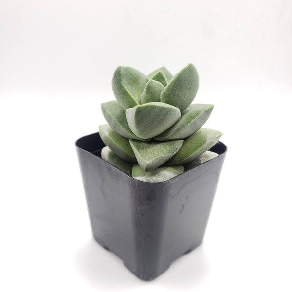 types of crassula succulents #28 Crassula chalky gray/white
