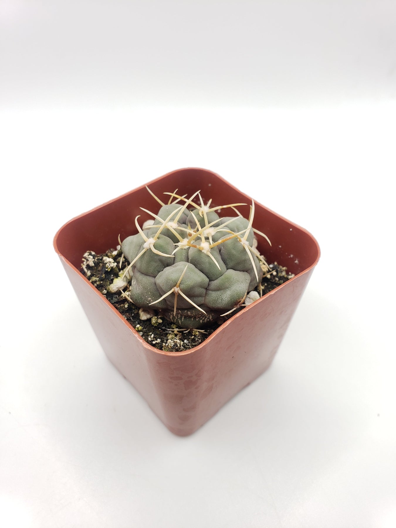 #28c Thelocactus hexaedrophorus-Cactus - Small - Exact Type-The Succulent Source