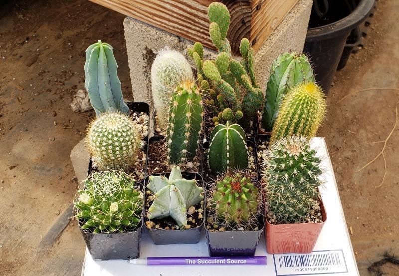 types of cactus without spines Assorted Cactus