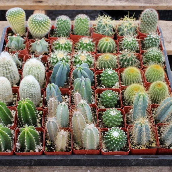 types of cactus without thorns Assorted Cactus