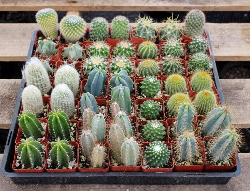 2.5" Assorted Cactus (no names) bulk wholesale succulent prices at the succulent source