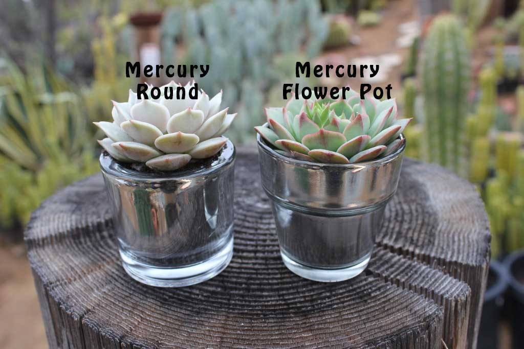succulent source 2.5" Assorted Cactus (w/ Names)