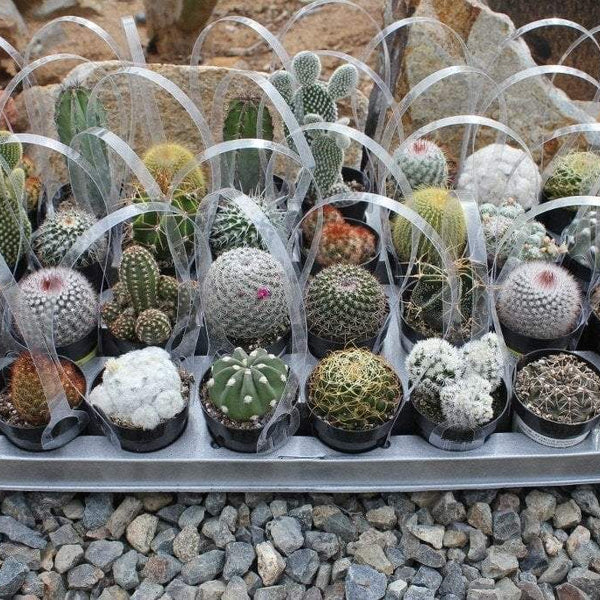 Assorted Cactus