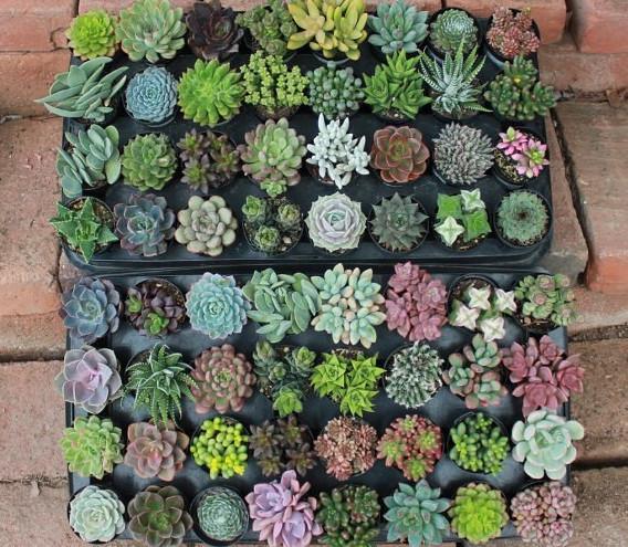 small succulents in bulk Assorted Mature Succulents 2.5 in Succulent Gift Favors