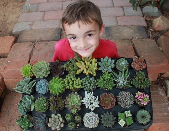 succulents in bulk for favors Assorted Mature Succulents 2.5 in Succulent Gift Favors