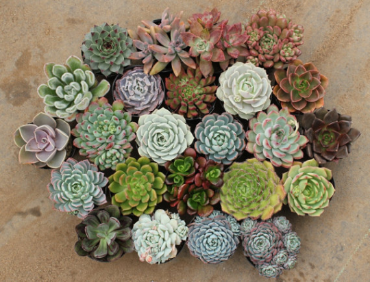 succulent rustle Rosette Succulent Wedding or Event Collection