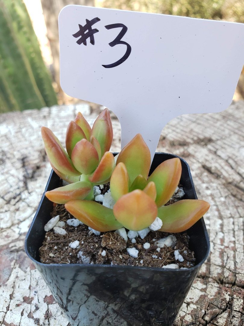 #3 Sedum Coppertone-Succulent - Small - Exact Type-The Succulent Source