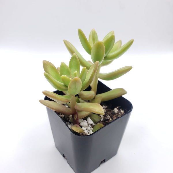 stonecrop plant indoors #3 Sedum Coppertone