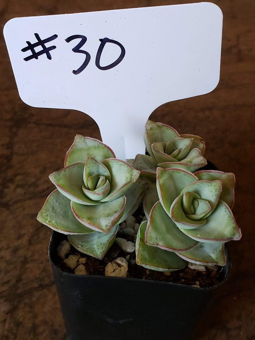 succulent button plant #30 Crassula Perforata String of Buttons