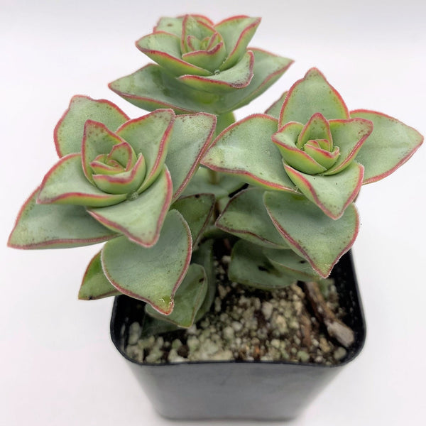 string of buttons succulent propagation 30 Crassula Perforata String of Buttons Succulent Plant