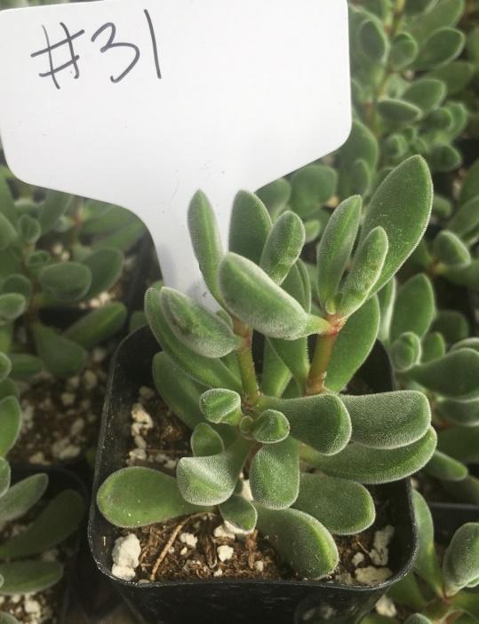 chorus succulent 31 Crassula Congesta Succulent Plant