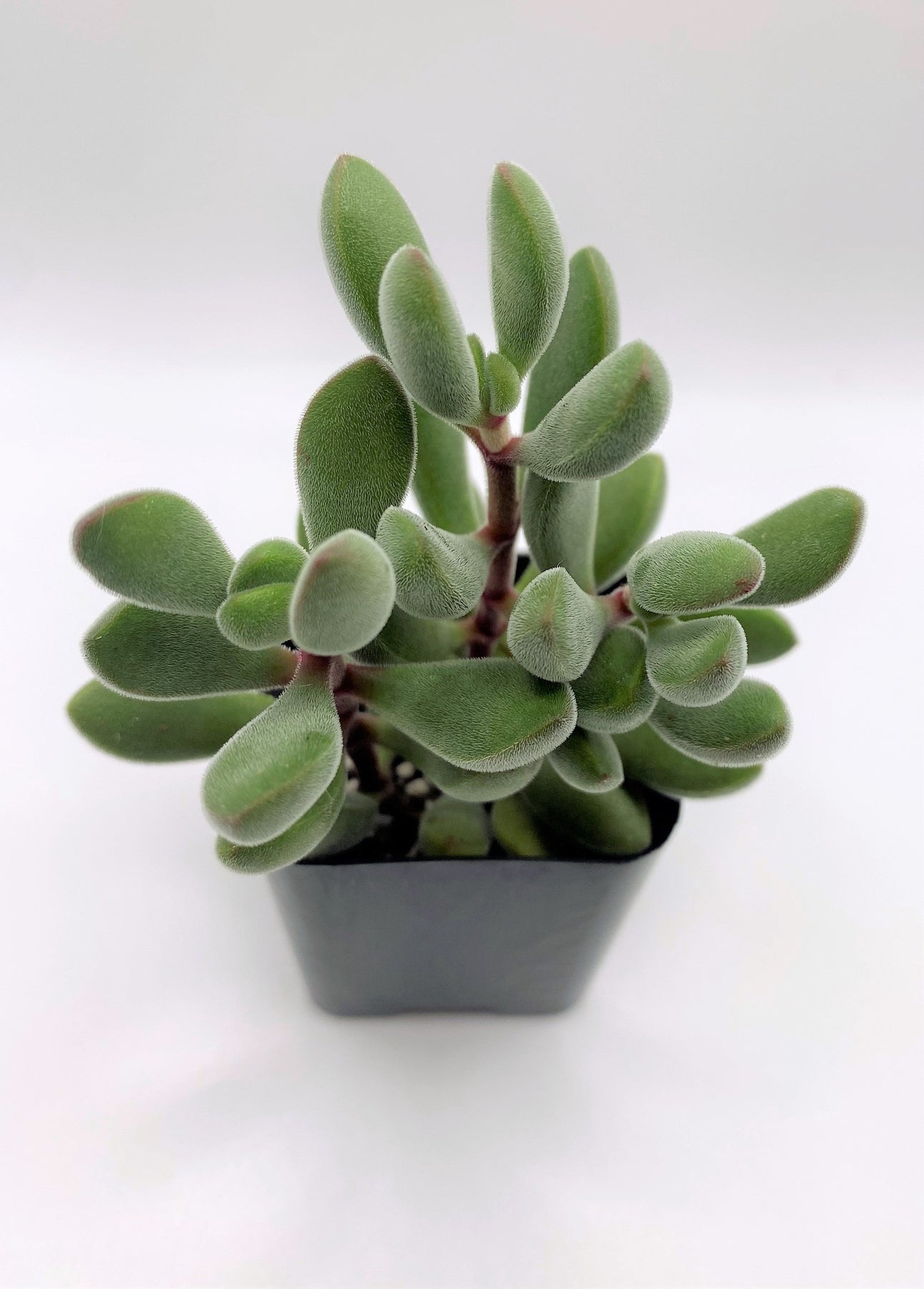 #31 Crassula Congesta-Succulent - Small - Exact 2in Type-The Succulent Source